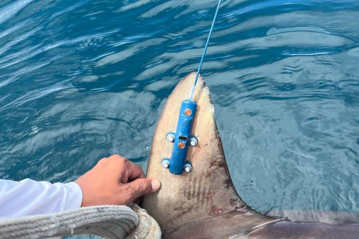 El proyecto marca un paso clave hacia la gestión responsable de los recursos marinos. El proyecto marca un paso clave hacia la gestión responsable de los recursos marinos.