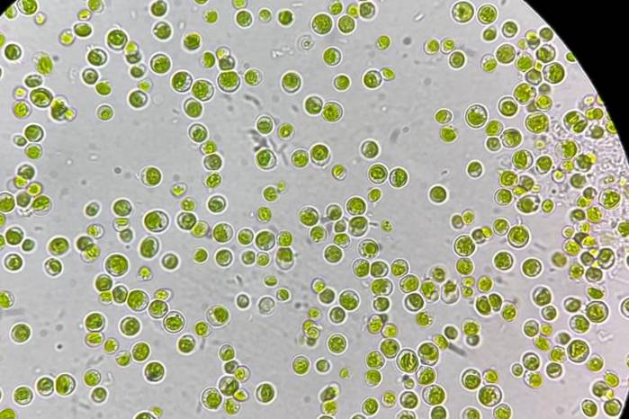 Microalgas bajo el microscopio. Microalgas bajo el microscopio.