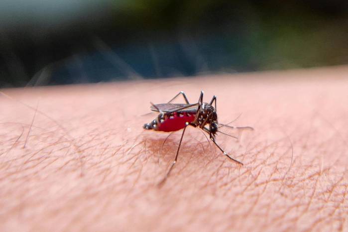 El dengue ya es endémico en más de 130 países El dengue ya es endémico en más de 130 países