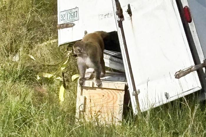 Fotografía cedida por el Departamento del Alguacil del Condado de Jasper, donde aparece un mono de laboratorio escapándose de un camión tras sufrir un accidente este martes, en una autopista de Misisipi. Fotografía cedida por el Departamento del Alguacil del Condado de Jasper, donde aparece un mono de laboratorio escapándose de un camión tras sufrir un accidente este martes, en una autopista de Misisipi.