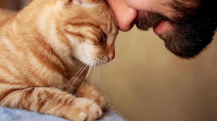 Mejoran la salud física y mental: Se ha demostrado que tener mascotas reduce los niveles de cortisol (hormona del estrés) al igual que la tristeza y depresión. Escuchar el ronroneo de un gato, el canto de un pájaro u observar a un pez nadar en su pecera, brinda ese sentimiento de tranquilidad que muchas personas necesitan. Al ser mascotas que necesitan salir a caminar, los perros también ayudan a distraernos de los problemas del día a día al igual que mantenernos con buena salud física por los paseos diarios. Los animales hogareños también pasan mucho tiempo al aire libre por lo que pueden ingresar todo tipo de suciedad o gérmenes que no necesariamente son malos, sino que mejoran la inmunidad contra los resfriados y otras enfermedades leves.