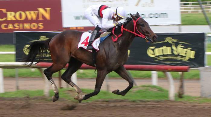 El colorado ‘Cyrano’ será la carta brava a batir en el Clásico familia Delvalle. El colorado ‘Cyrano’ será la carta brava a batir en el Clásico familia Delvalle.