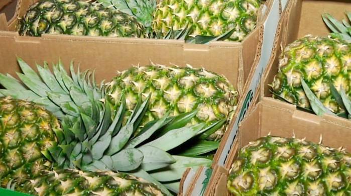 Del 2020 al 2024 Panamá ha exportado piña con un total en el mercado internacional de $20.6 millones. Del 2020 al 2024 Panamá ha exportado piña con un total en el mercado internacional de $20.6 millones.
