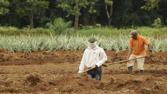 Agricultura 4.0 dará a Panamá más desarrollo y seguridad alimentaria Agricultura 4.0 dará a Panamá más desarrollo y seguridad alimentaria