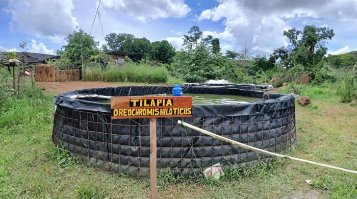 In Coclé, sustainable aquaculture is synonymous with food and development In Coclé, sustainable aquaculture is synonymous with food and development