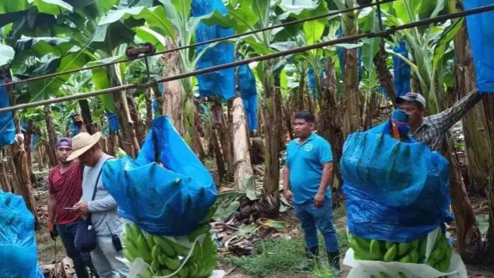 El sindicato de trabajadores bananeros mantiene la huelga. El sindicato de trabajadores bananeros mantiene la huelga.