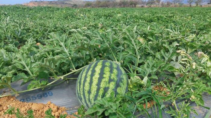 La sandía que se exportó a Holanda es de la variedad Quetzaly. La sandía que se exportó a Holanda es de la variedad Quetzaly.