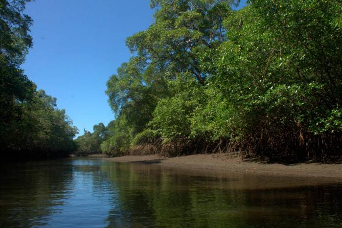 Hasta un 50% de los bosques de mangle existentes actualmente se vería afectado por el proyectado aumento del nivel del mar a 2050. Hasta un 50% de los bosques de mangle existentes actualmente se vería afectado por el proyectado aumento del nivel del mar a 2050.