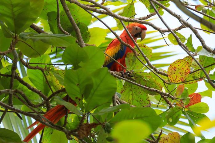 Coiba es reconocido por su diversidad en la flora y fauna. Coiba es reconocido por su diversidad en la flora y fauna.