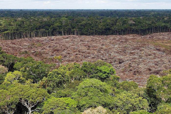 Fotografía de archivo del 28 de noviembre de 2013 de arboles talados en la selva amazónica (Brasil). EFE/ Marcelo Sayão ARCHIVO Fotografía de archivo del 28 de noviembre de 2013 de arboles talados en la selva amazónica (Brasil). EFE/ Marcelo Sayão ARCHIVO