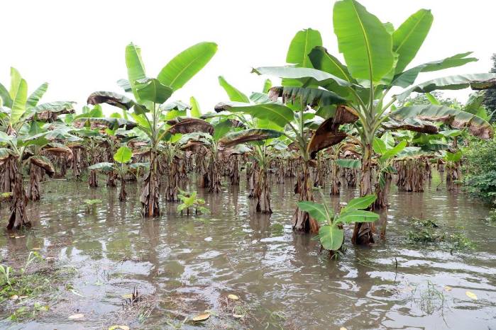 Los técnicos del BDA han reportado que en Paso Canoas, a raíz de la lluvia, se registran pérdidas en el plátano de consumo nacional. Los técnicos del BDA han reportado que en Paso Canoas, a raíz de la lluvia, se registran pérdidas en el plátano de consumo nacional.