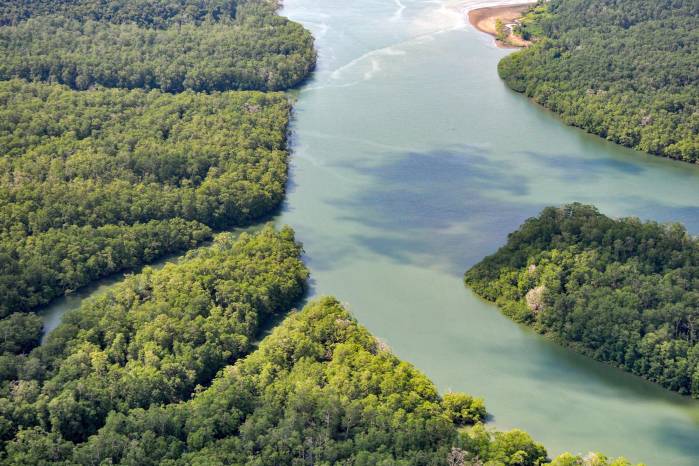 Manglares: guardianes ante el cambio climático Manglares: guardianes ante el cambio climático