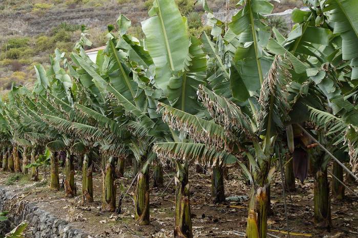 Imagen ilustrativa de una plantación bananera. Imagen ilustrativa de una plantación bananera.