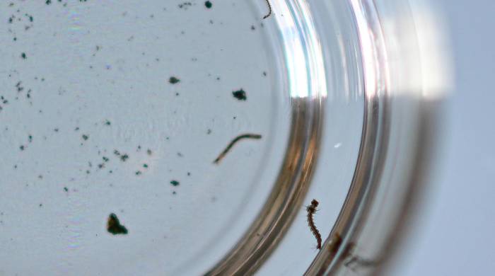 Fotografía de la larva del mosquito Aedes aegypti, responsable de la transmisión del dengue, el 24 de enero de 2024, en Brasilia (Brasil).
