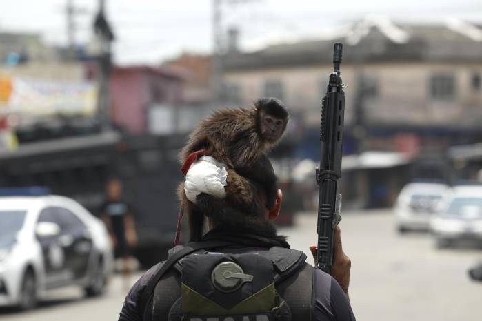 Fotografía que muestra un mono sobre la cabeza de un integrante de la Policía de Río de Janeiro durante un operativo este martes, en Río de Janeiro (Brasil). Al menos veinte personas murieron y medio centenar fueron detenidas en medio de una gran operación policial contra el Comando Vermelho, una de las más poderosas bandas del crimen organizado de Río de Janeiro. Fotografía que muestra un mono sobre la cabeza de un integrante de la Policía de Río de Janeiro durante un operativo este martes, en Río de Janeiro (Brasil). Al menos veinte personas murieron y medio centenar fueron detenidas en medio de una gran operación policial contra el Comando Vermelho, una de las más poderosas bandas del crimen organizado de Río de Janeiro.