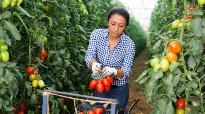 En Panamá, el 31.9% de las mujeres rurales no tiene ingresos propios. En Panamá, el 31.9% de las mujeres rurales no tiene ingresos propios.