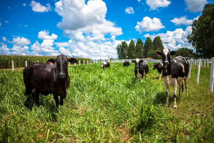 Brasil, mayor productor y exportador mundial de carnes, pretende impulsar prácticas sostenibles en ganadería a partir de los datos obtenidos con una herramienta recién lanzada. Brasil, mayor productor y exportador mundial de carnes, pretende impulsar prácticas sostenibles en ganadería a partir de los datos obtenidos con una herramienta recién lanzada.