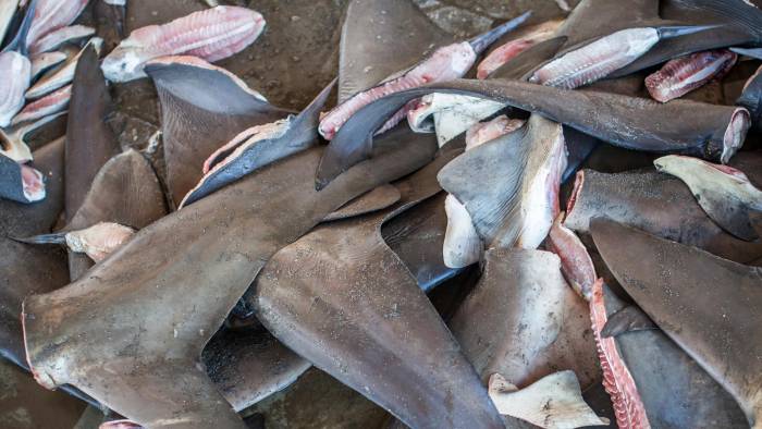 El aleteo de tiburones pone en riesgo la existencia de la especie. El aleteo de tiburones pone en riesgo la existencia de la especie.