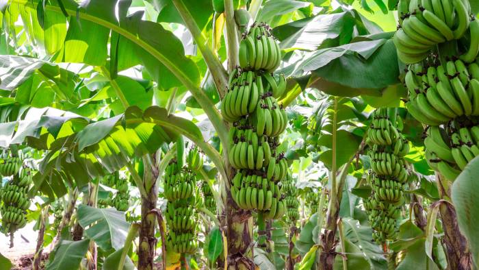 Hasta el momento se han cerrado 3 fincas bananeras en Bocas del Toro a raíz de las protestan que mantiene el sector en la provincia. Hasta el momento se han cerrado 3 fincas bananeras en Bocas del Toro a raíz de las protestan que mantiene el sector en la provincia.