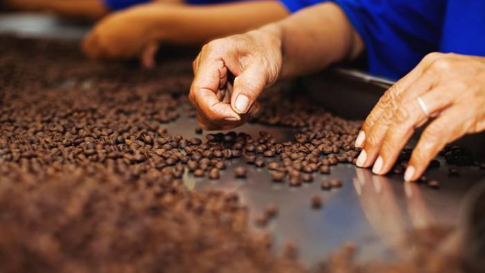 El café panameño destaca en el mundo entero y ha desarrollado el turismo en Tierras Altas. El café panameño destaca en el mundo entero y ha desarrollado el turismo en Tierras Altas.