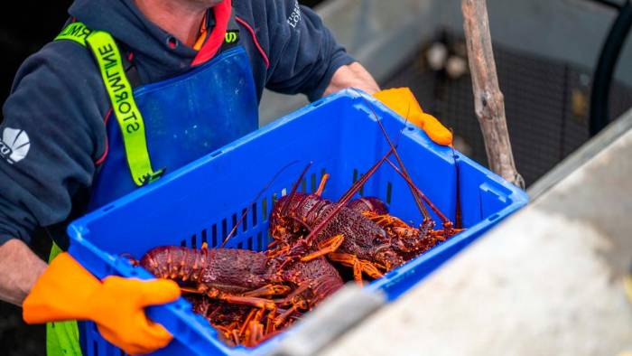 Comienza la temporada de pesca de la langosta espinosa del Caribe 2024-2025 Comienza la temporada de pesca de la langosta espinosa del Caribe 2024-2025