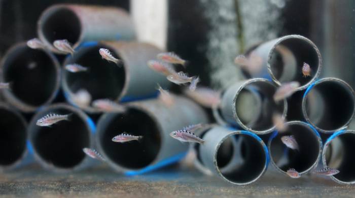 La propuesta de Bocas Mariculture consiste en criar peces ornamentales en lugar de extraerlos de su hábitat.