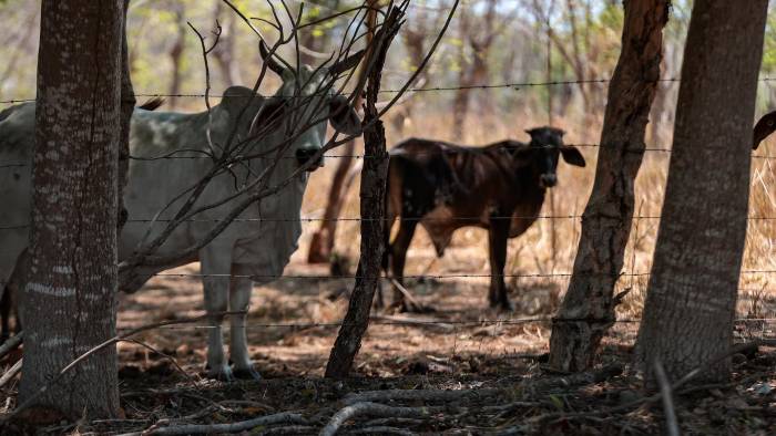 Los microbios se transmiten en el momento en que las vacas consumen agua contaminada. Los microbios se transmiten en el momento en que las vacas consumen agua contaminada.