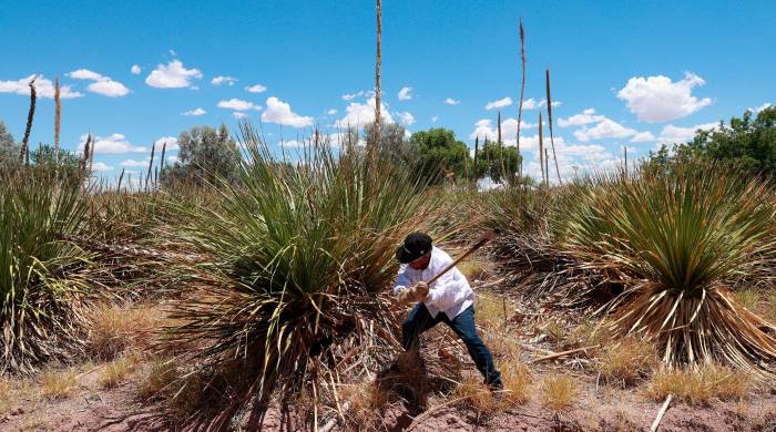El jimador José Luis, corta una planta de sotol en los cultivos. El jimador José Luis, corta una planta de sotol en los cultivos.