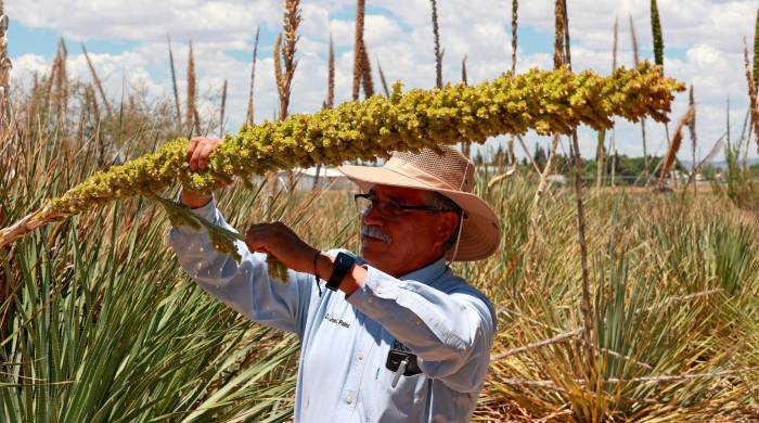 El profesor José Luis Palma, trabaja en los cultivos de sotol de la Facultad de Ciencias Agrícolas y Forestales de la Universidad Autónoma de Chihuahua. El profesor José Luis Palma, trabaja en los cultivos de sotol de la Facultad de Ciencias Agrícolas y Forestales de la Universidad Autónoma de Chihuahua.