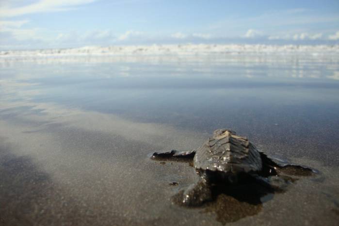 La manipulación incorrecta de neonatos de tortugas puede llevar a la muerte. | Ministerio de Ambiente. Cedida. La manipulación incorrecta de neonatos de tortugas puede llevar a la muerte. | Ministerio de Ambiente. Cedida.