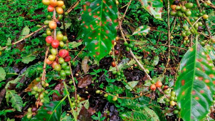Con las últimas lluvias se han afectado 2.988,5 hectáreas de café. Con las últimas lluvias se han afectado 2.988,5 hectáreas de café.