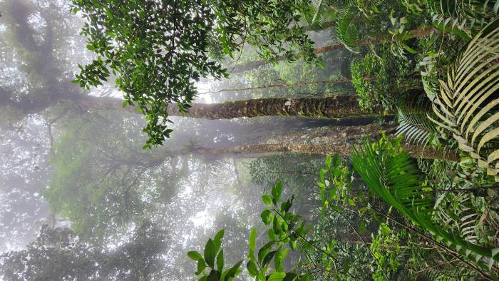Estudiar los bosques de tierras altas es complicado por la logística y costos. Estudiar los bosques de tierras altas es complicado por la logística y costos.