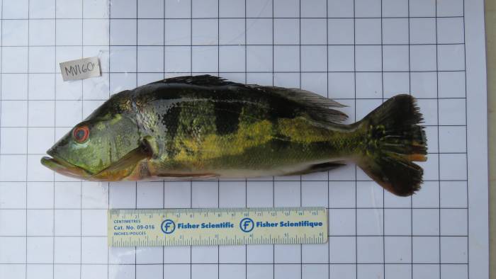 Sargento (Cichla monoculus) del Lago Gatún. Sargento (Cichla monoculus) del Lago Gatún.