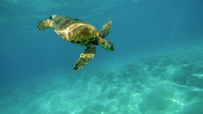 En isla Coiba se encuentran tortugas marinas que ponen sus huevos en las playas. En isla Coiba se encuentran tortugas marinas que ponen sus huevos en las playas.