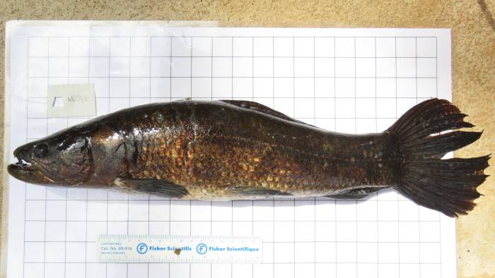 Pejepe.rro (Hoplias microlepis) del Lago Bayano Pejepe.rro (Hoplias microlepis) del Lago Bayano