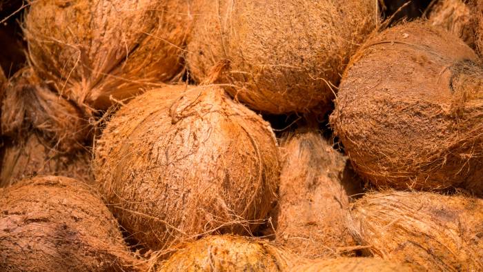 El que sube como palma, puede permanecer como coco El que sube como palma, puede permanecer como coco