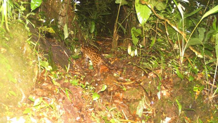 Foto de oncilla en tierras altas de Chiriquí, Parque Internacional La Amistad. Foto de oncilla en tierras altas de Chiriquí, Parque Internacional La Amistad.