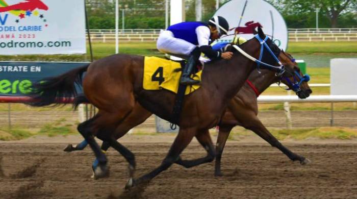 ‘Señora Ley’ (4) vence en reñido final a ‘Smart Pearl’ en la cuarta carrera del 17 de febrero. ‘Señora Ley’ (4) vence en reñido final a ‘Smart Pearl’ en la cuarta carrera del 17 de febrero.