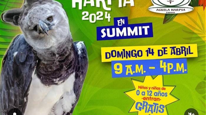 El águila harpía es el Ave Nacional de Panamá desde el 2002. El águila harpía es el Ave Nacional de Panamá desde el 2002.