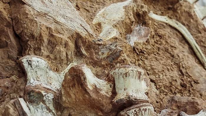 El fósil de un dinosaurio de más de 230 millones de años en Río Grande do Sul. El fósil de un dinosaurio de más de 230 millones de años en Río Grande do Sul.