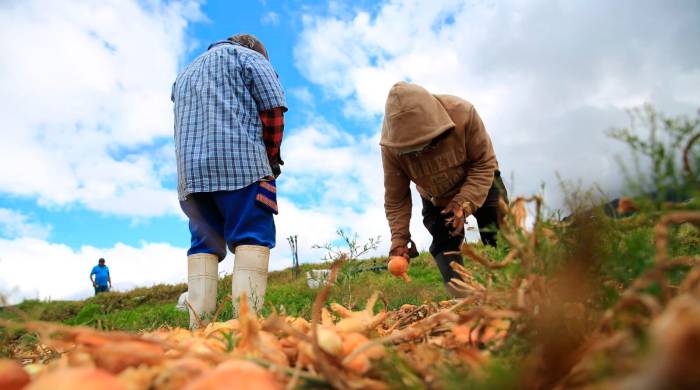 Los organismos internacionales abogan por un control más estricto de la inocuidad de los alimentos para evitar su contaminación.