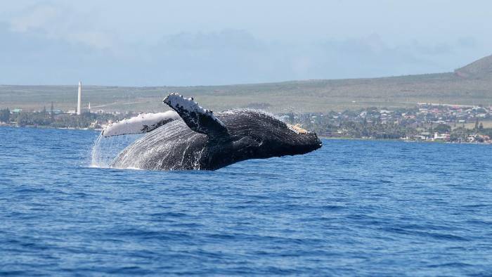 Todas las aguas jurisdiccionales del país, deben ser zonas de protección para los mamíferos marinos. Todas las aguas jurisdiccionales del país, deben ser zonas de protección para los mamíferos marinos.