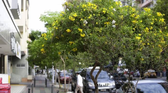 Fotografía de guayacanes florecidos este miércoles en Ciudad de Panamá (Panamá).