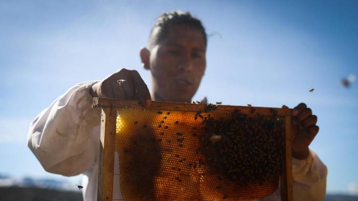Luis Flores, un joven agrónomo boliviano que hace tres años rescata abejas. Luis Flores, un joven agrónomo boliviano que hace tres años rescata abejas.
