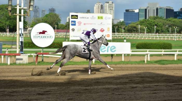 Silver Wood’ pasa la meta para ganar fácilmente el Clásico Appucapa. Silver Wood’ pasa la meta para ganar fácilmente el Clásico Appucapa.