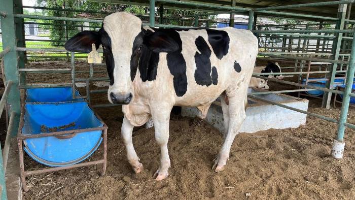 El Mida ha optado por entregar sementales raza gyrolando para mejorar la producción de leche en el país. El Mida ha optado por entregar sementales raza gyrolando para mejorar la producción de leche en el país.