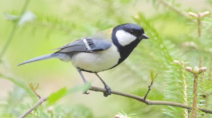 Fotografía facilitada por el investigador de lingüística animal de la Universidad de Tokio, Toshitaka Suzuki, de la especie de ave llamada ‘herrerillo japonés’.