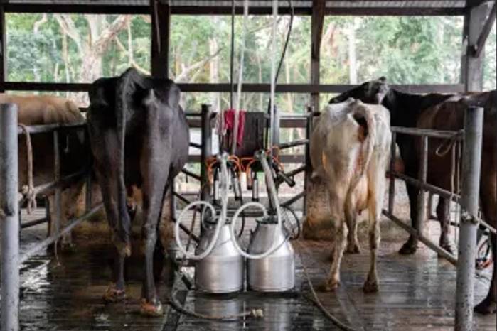 Los ganaderos piden restringir los productos sucedáneos. Los ganaderos piden restringir los productos sucedáneos.