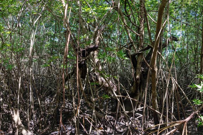 Se han encontrado más de 900 especies de hongos durante la ejecución del proyecto. Se han encontrado más de 900 especies de hongos durante la ejecución del proyecto.