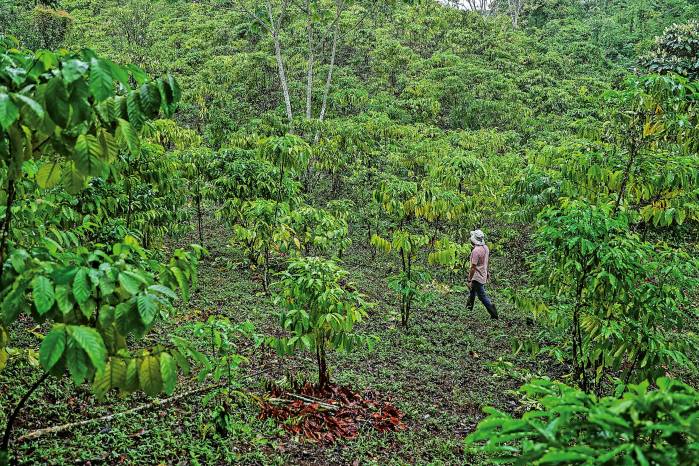 Visita a la finca Tres Hermanas, en Capira, donde el productor Gustavo González trabaja el café robusta. Visita a la finca Tres Hermanas, en Capira, donde el productor Gustavo González trabaja el café robusta.